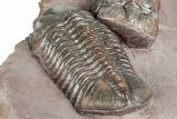 Five Trilobites (Four Species) in Association - Jorf, Morocco #334862-24